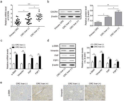 Figure 1. CXCR4 and CAFs markers were highly expressed in metastatic liver specimens of colorectal cancer patients (a) CXCR4 mRNA and (b) protein expression in primary tumor and metastatic or non-metastatic liver specimens from CRC patients measured by qPCR and western blot analysis. (c) The mRNA transcription and (d) protein levels of CAFs markers α-SMA, vimentin, FSP1, and FAP in metastatic and non-metastatic liver specimens from CRC patients measured by qPCR and western blot analysis, respectively. (e) The levels of α-SMA and vimentin in paired-liver specimens as described in C and D detected by immunohistochemistry (IHC); scale bar = 100μm. Primary CRC: primary CRC tumor tissues from CRC patients; CRC liver (+): metastatic liver specimens from CRC patients; CRC liver (-): non-metastatic liver specimens from CRC patients. The asterisks show difference significant as * p < .05, ** p < .01, ***p < .001 compared with the two groups showed by a horizontal line.