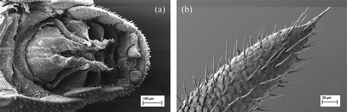 Figure 10. Spelaeoniscus akfadouensis sp. nov. (a) Ventral view of pleon; (b) Antennal apex. Male of the typical series.