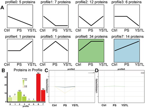 Figure 5. Trend analysis of DEPs. A: Trend pattern diagram based on trend normalization of the protein data. The black line represents the trend line. B: Histogram of the number of proteins exhibiting each trend and associated p values. The height of the column indicates the number of proteins, and the colour of the column indicates the p value. C and D: Trend charts for Profiles 2 and 5, respectively. Each line in the figure represents a protein. The abscissa indicates the number of samples, and the ordinate is log2(V(i)/V(0)), i.e., the log2 value of the ratio of the expression level in the sample (i) to the expression level in the first sample.