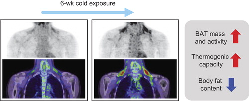 Figure 3. Recruitment of human BAT after chronic cold exposure. Repeated cold exposure for 6 weeks recruited BAT, increased whole-body EE, and decreased body fatness. Adapted from Yoneshiro et al. (Citation33).