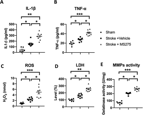 Figure 6 HDAC1 dysfunction worsened the levels of inflammation cytokines, ROS, and LDH 24h after stroke. (A and B) ELISA was conducted for inflammation cytokines in IL-1b and TNF-a. (C and D) ROS and LDH were detected 24 h after stroke from the brain lysates of cerebral ischemia rats. (E) MMPs activity assay was conducted to evaluate the enzymatic activity of MMP2 and MMP9 24 h after stroke. Sham n=6, Stroke+Vehicle n=8, Stroke+MS275 n=8. Data was evaluated by one-way ANOVA, *p < 0.05, **p <0.01, ***p <0.001.