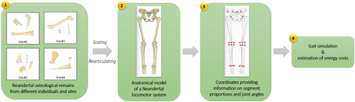 Figure 1. Methodological approach used in order to simulate walking and estimate associated energy costs.