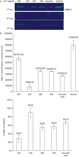 Figure 4.  Comparison of the gelatinolytic activity on MMP-2 inhibition between T. chebula gall extracts (CW, CM, HW and HM) at 0.1 mg/mL and ascorbic acid at 0.1 mg/mL. (A) zymograms of three independent separate experiments, (B) MMP-2 contents [area × intensity; (mm2)] (left) and the percentages of MMP-2 inhibition (right). CM, cold methanol process; HM, hot methanol process; CW, cold aqueous process; HW, hot aqueous process).