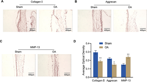 Figure 2 Immunohistochemical analysis for collagen II, aggrecan and MMP-13 expression in the articular cartilage of rats (n = 4). (A–D) Expression of collagen II (A), aggrecan (B) and MMP-13 (C) in the articular cartilage of osteoarthritis rats was assessed via immunohistochemistry and quantified by ImageJ software (D). Scale bar = 400 μm. Error bars are mean ± s.d. *P < 0.05; **P < 0.01 vs Sham group.
