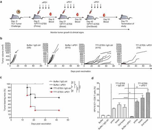 Figure 4. Combination therapy with TT1-E7E6 and PD-1 checkpoint inhibitor eliminates tumors. (a) Schematic design of experiment. All mice were inoculated s.c. with 105 TC-1 tumor cells on Day −5. After tumors became measurable, mice were randomized and treated with 106 RCV FFU of TT1-E7E6 or buffer On Day 0, 21 and 42. Anti-PD-1 antibody (αPD1) or isotype control (IgG ctrl) was administered i.p at a dose of 200 µg/mouse on the same days of TT1-E7E6/buffer treatment, followed by 3 additional doses every 3 days. Tumor growth was monitored. The study was terminated 73 days after start of treatment. (b) Kinetics of tumor growth in individual mice. Numbers in parentheses indicate number of mice with tumor regression/total number of mice in each group. (c) Kaplan-Meier curves showing percentage of TC-1 tumor-bearing mice. Buffer/IgG control, n=6 mice; TT1-E7E6/IgG, n=10 mice; buffer/anti-PD-1, n=10 mice; TT1-E7E6/anti-PD-1, n=9 mice. Mantel-Cox test. ns, not significant, * p<.05, *** p<.001. (d) HPV16 E7-specific CD8+ T cells in tumor-bearing mice were measured 9 days after individual treatment time point (prime, boost and 2nd boost). Means ± SEM. Unpaired Welch`s t-test. * p<.05, ** p<.01, *** p<.001.