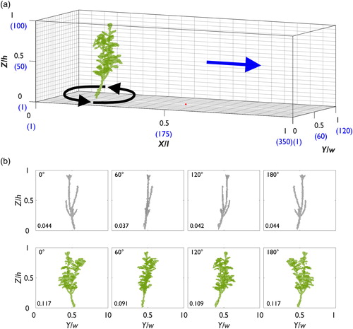 Figure 3. (a) The domain used in the CFD model (experiment 2) to simulate flow with incremental changes in plant orientation. The blue values indicate the number of cells in each direction of the domain, the blue arrow demonstrates the flow direction, and the red dot shows the position of the extracted velocity profiles. The black arrows indicate rotation around the base of the plant. (b) The presentation of the defoliated (top row) and foliated (bottom row) plant in the plant orientation range 0°–180°, showing the flow-facing structure as viewed looking downstream from the domain inlet. The blockage ratio is shown in the bottom-left corner of each plot.