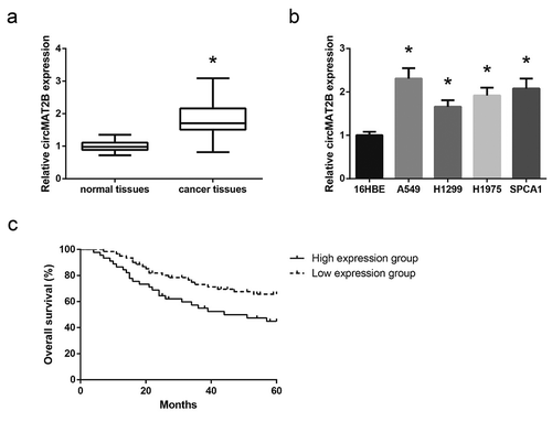 Figure 1. circMAT2B is upregulated in NSCLC. (a) The expression of circMAT2B in NSCLC tissues and adjacent normal tissues, detected by RT-qPCR analysis. (b) The expression of circMAT2B in NSCLC cell lines and 16HBE cells. (c) The relationship between circMAT2B expression and overall survival of NSCLC patients. *P< 0.05 vs. normal tissues or 16HBE cells