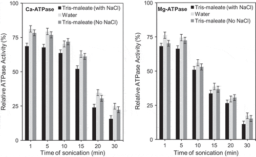 Figure 3. Changes in Ca2+- and Mg2+-ATPase activities of chicken actomyosin treated with ultrasonic radiations for different time intervals