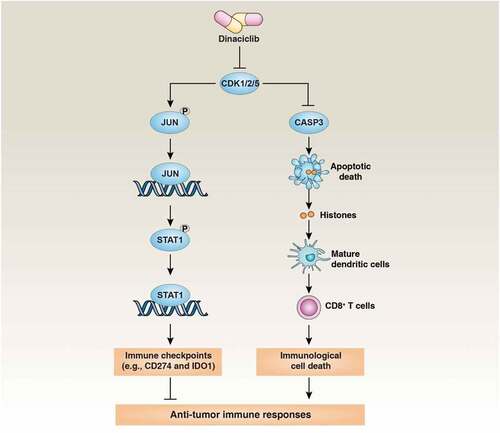 Figure 1. The strategy of boosting antitumor immune activity in PDAC by inhibiting CDK1/2/5. Inhibiting CDK1/2/5 by dinaciclib not only blocks IFNG-induced immune checkpoint expression, but also triggers histone-dependent immunogenic cell death