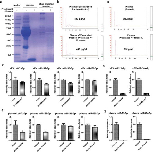 Figure 4. EV-associated characteristic evaluation of candidate miRNAs. A. Coomassie blue staining showed the total protein level in both plasma and sEVs enriched fractions when treated by Proteinase K and RNase A. B. Representative Agilent 2100 Bioanalyzer results of sEVs enriched fractions derived RNA with (lower panel) and without (upper panel) the pretreatment of Proteinase K and RNase A before RNA extraction procedure. C. Representative Agilent 2100 Bioanalyzer results of total plasma derived RNA with (lower panel) and without (upper panel) the pretreatment of Proteinase K and RNase A before RNA extraction procedure. D. Let-7b-3p, miR-150-3p, miR-145-3p, miR-139-3p levels detected from sEVs enriched fraction samples with and without the pretreatment of Proteinase K and RNase A. E. miR-21-5p and miR-30a-5p levels detected from sEVs enriched fraction samples with and without the pretreatment of Proteinase K and RNase A. F. Let-7b-3p, miR-150-3p, miR-145-3p, miR-139-3p levels detected from plasma samples with and without the pretreatment of Proteinase K and RNase A. G. miR-21-5p and miR-30a-5p levels detected from plasma samples with and without the pretreatment of Proteinase K and RNase A.