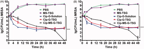 Figure 6. Time-kill curves of various formulations against MSSA (A) and MRSA (B) (mean ± SD, n = 3). ***p < .001, vs. Cip-MS-G-TSG group.