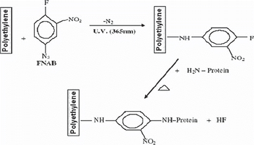Figure 2. Chemical reaction involved in the photoimmobilization of enzyme (ascorbate oxidase).