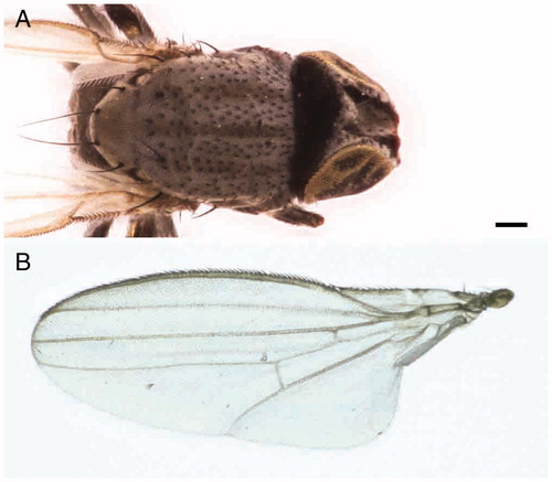 Figure 5. Leptometopa latipes adults details: thorax (A) and wing (B) (scale bar 100 µm).