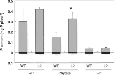 Figure 2  Phosphorus contents of the tobacco LASAP2 line (L2) and wild-type (WT) plants grown in sterilized media. The gray and black bars indicate the shoots and roots, respectively. Values in parentheses indicate the root-to-shoot ratios. Data are presented as the mean ± standard error (n = 5). Significant differences between WT and L2 line in each treatment are indicated by *(P < 0.01).