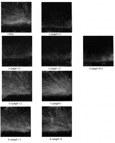 Figure S3. Aerial mycelium development on 18 × 18 mm (image size) cover glasses inserted in DFM agar (bottom part without aerial mycelium) after 4 d of growth. For explanation of the strains see Table S1.