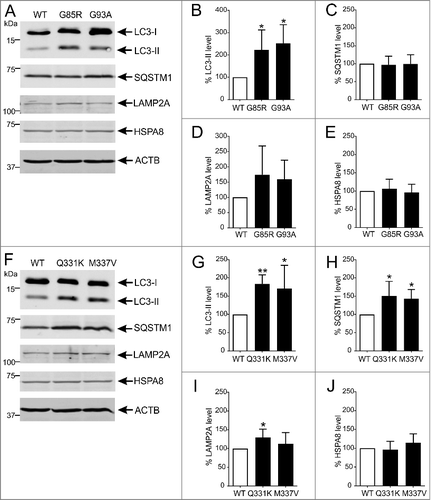 Figure 1. Autophagy is activated in NSC-34 cells expressing ALS-linked misfolded proteins. (A) Immunoblot analysis of macroautophagy and CMA markers in NSC-34 cells stably transfected with wild-type (WT) or mutant G85R or G93A SOD1. Quantification of (B) LC3-II, (C) SQSTM1, (D) LAMP2A and (E) HSPA8 protein levels from immunoblots normalized to WT SOD1-expressing cells. (F) Immunoblot analysis of macroautophagy and CMA markers in NSC-34 cells stably transfected with WT or mutant Q331K or M337V TARDBP. Quantification of (G) LC3-II, (H) SQSTM1, (I) LAMP2A and (J) HSPA8 protein levels from immunoblots normalized to WT TARDBP-expressing cells. Data represent mean ± SD, n = 5-6 independent experiments, *p<0.05 and **p<0.01 compared to cells expressing the WT form of relevant protein using one-way ANOVA with Tukey's posthoc test.