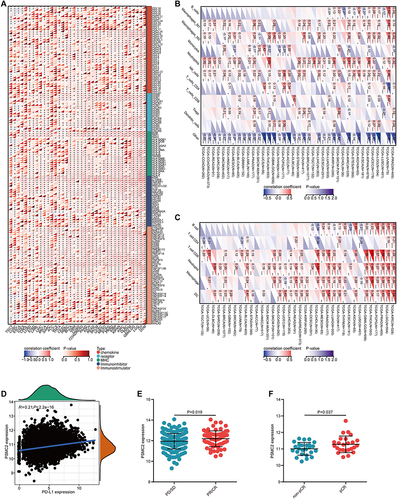 Figure 5 Immuno-correlations of PSMC2 in pan-cancer. (A) Correlations between PSMC2 and 150 immunomodulators (MHC, receptors, chemokines, immunoinhibitors, and immunostimulators) in pan-cancer.