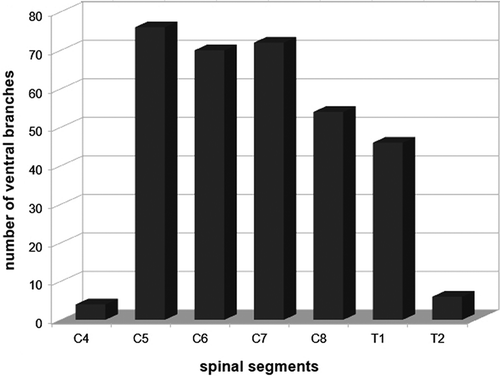 Figure 2. Total number of contributions of the ventral branches (segments C4, C5, C6, C7, C8, T1 and T2) in the formation of brachial plexus (n = 10) of Alouatta guariba clamitans.