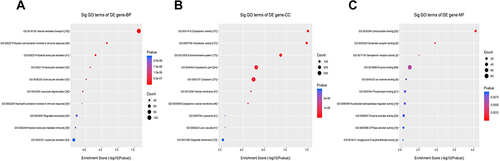 Figure 5 GO enrichment analyses showing upregulated differentially expressed mRNAs. (A) Biological process (BP) analysis. (B) Cellular component (CC) analysis. (C) Molecular function (MF) analysis.