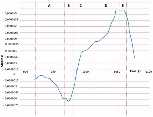 Figure 3. Strain–time function. Dotted lines divide the temperature phases applied to the molar crown.