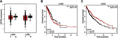 Figure 1 Gephyrin is reduced in lung cancer and indicates poor prognosis in LUSC patients. (A) Gephyrin is reduced in human LUAD and LUSC specimens. Analysis of the mRNA levels of gephyrin in normal (N, n=59), lung adenocarcinoma (LUAD, n=483), and rectal (LUSC, n=486) samples from TCGA database. (B, C) Overall survival rate of LUAD (B) and LUSC (C) patients who express different levels of gephyrin.Abbreviations: GPHN, gephyrin; LUAD, lung adenocarcinoma; LUSC, lung squamous cell carcinoma; TCGA, The Cancer Genome Atlas.