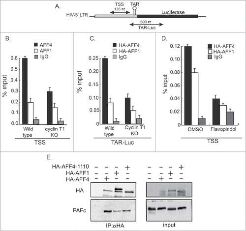 Figure 5. Recruitment of AFF1/4 proteins to chromatin on the HIV promoter. Wild-type, cyclin T1 KO, or Flavopiridol treated cells expressing the HIV-LTR-Luc plasmid (HEK-LTR-Luc) and either HA-AFF1, or HA-AFF4 were subjected to ChIP analysis using αHA or control IgG. Signals were obtained by qPCR using two sets of primers positioned either around transcription starting sites (TSS; B) or on the TAR and N-terminal luciferase coding gene (LTR-Luc:C). The recruitment of HA-AFF4 and HA-AFF4-to the HIV promoter was also performed upon treating cells with Flavopiridol (D). Panel (A) presents primers positions on the HIV promoter and coding region that were used for qPCR. Data is presented as percentage of input (20%). Protein inputs for both HA-AFF1 and HA-AFF4 were monitored by WB, confirming similar protein expression levels in cells that were used for the ChIP analysis. (E) Differential association of AFF1 and AFF4 with PAFc. HEK-LTR-Luc cells were transfected with HA-AFF1, HA-AFF4, or HA-AFF4–1110. Cells were harvested 48 hours post transfection and subjected to IP with αHA IgG. Western blot analysis was performed with the indicated antibodies to monitor protein association. 10% of cells lysate was used for input analysis.