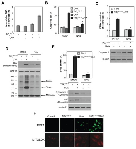 Figure 6 Reactive oxygen species are critically involved in the TiO2P25–70-induced Fas upregulation, Bax activation, and apoptotic cell death. (A) Measurement of intracellular reactive oxygen species levels by FACS analysis. Combined treatment of Chang cells with TiO2P25–70 and ultraviolet A irradiation increased intracellular reactive oxygen species levels, whereas single treatment with either TiO2P25–70 or ultraviolet A had no effect on intracellular reactive oxygen species levels. (B) Pretreatment with the antioxidant, N-acetyl-L-cysteine, attenuated cell death induced by combined treatment with TiO2P25–70 and ultraviolet A irradiation. Cell death was measured by FACS analysis after double staining with propidium iodide and Annexin V. (C) Pretreatment with antioxidant, N-acetyl-L-cysteine attenuated FAS expression (upper) and suppressed the increase of proform, caspase-8 (lower). (D) Pretreatment with N-acetyl-L-cysteine attenuated oligomerization of Bax in mitochondria-enriched membrane fractions of Chang cells treated with combination of TiO2P25–70 and ultraviolet A. (E) Pretreatment with N-acetyl-L-cysteine suppressed mitochondrial membrane potential loss (upper), the release of cytochrome c and apoptosis-inducing factor to cytosol (lower). (F) Visualization of intracellular reactive oxygen species levels in fluorescence microscopy by staining with DCFA and mitochondria specific MitoSox Red. Chang cells treated with combination of TiO2P25–70 and ultraviolet A irradiation show increased intracellular reactive oxygen species levels on both staining with DCFA and MitoSox Red.Notes: *P < 0.005. Error bars represent the mean ± standard deviation of triplicate samples.Abbreviations: AIF, UVA, ultraviolet A; DMSO, dimethylsulfoxide; AIF, apoptosis-inducing factor; HSP, heat shock protein; NAC, N-acetyl-L-cysteine.