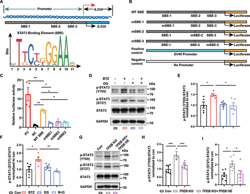 Figure 8. TFEB negatively regulates STAT3 nuclear translocation-mediated IL23A transcription. (A) Schematic diagram showing the human IL23A promoter and the presence of STAT3 binding element (SBE) sequences. SBE sequences from the JASPAR database. (B) Schematic diagram of the mutant SBE (mSBE) introduced into the human IL23A promoter to test regulation of IL23A transcription. (C) Dual-luciferase reporter assay of IL23A promoter transcription activity in HEK293 cells after the cells were transfected with different mSBE vectors (mean ± SEM; n = 4 independent experiments; * P < 0.05, ** P < 0.01; one-way ANOVA with Tukey’s multiple comparisons test). (D-F) Representative bands (D) and quantification of p-STAT3 (Y705) (E), p-STAT3 (S727) (F) and total STAT3 in HBMECs with or without digoxin treatment during control or BTZ exposure (mean ± SEM; n = 5 independent experiments; * P < 0.05, ** P < 0.01; one-way ANOVA with Tukey’s multiple comparisons test). (G-I) Representative bands (G) and quantification of p-STAT3 (Y705) (H), p-STAT3 (S727) (I) and total STAT3 in HEK293 cells with TFEB knockout (KO) or TFEB overexpression (mean ± SEM; n = 6 independent experiments; * P < 0.05, *** P < 0.001; one-way ANOVA with Tukey’s multiple comparisons test).