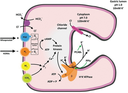 Figure 1. Parietal cell physiology and mechanism of action of acid-suppressive therapies. See text for details [Citation28].