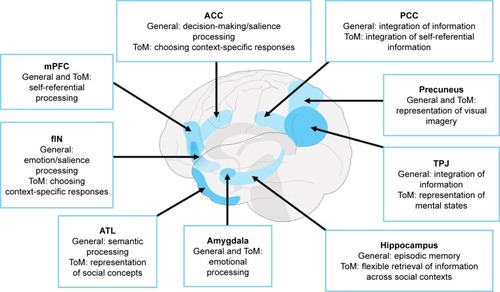 Figure 2 A distributed brain network supporting ToM reasoning, highlighting the corresponding putative general cognitive function and ToM-specific roles of each region.