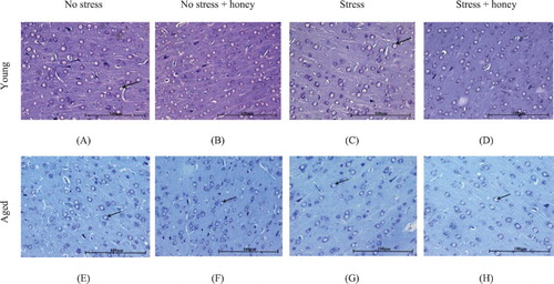 Figure 5. Histology of mPFC. Groups: Young (A) no stress, (B) no stress + honey, (C) stress, (D) stress + honey, and Aged (E) no stress, (F) no stress + honey, (G) stress, (H) stress + honey. The arrows indicate the cells of interest (Nissl staining × 200, scale bar: 100 μm).