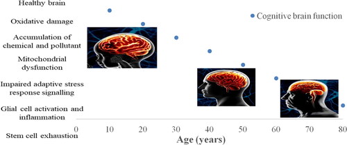 Figure 1. Paths of brain aging (Adapted from Mattson and Arumugam Citation2018; UCDavis).