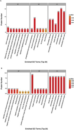 Figure 3. The GO (gene ontology) function classification of the differential protein identified by the TMT-based proteomics. The GO enrichment analysis of proteins from the testis samples was performed according to the BP (biological process), MF (molecular function) and CC (cellular component). The comparison between the (A) HFD group and CTRL group, and between the (B) HFD group and HFD+RSV group was performed.
