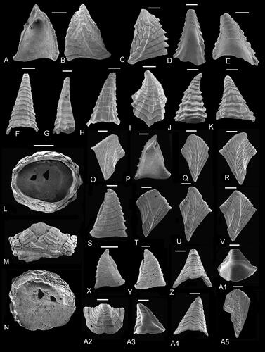 Figure 18. A, B, Eoverruca aubensis Gale, Citation2020a, holotype scutum in A, internal and B, external views, original of Gale (Citation2020a, fig. 14I, J; NHMUK IC 1566). C–K, Eoverruca hewitti Withers, Citation1935. C, Small moveable scutum, original of Gale (Citation2014b, fig. 19M: NHMUK IC 1089). D, F–H, carinae, in D, internal, F, H, dorsal and G, lateral views, originals of Gale, (Citation2014b, fig. 18I–L: NHMUK IC 1057, 1077, 1078). E, I–K, rostra, in E, internal, I, K, ventral and J, lateral views, originals of Gale (Citation2014b, fig. 18M–P: NHMUK IC 1058, 1080-1082). L–A4, Eoverruca symmetrica Gale, Citation2020a, paratypes. L–N, calcified basis incorporating imbricating plates, original of Gale (Citation2020a, fig. 14A–C: NHMUK IC 1552). O, Q, R, T–V, external views of terga, originals of Gale (Citation2020a, fig. 15, A, C, D, F–H: NHMUK IC 1557, 1559, 1561, 1563–1565). P, S, X, Y, scuta, in P, internal and S, X, Y, external views, originals of Gale (Citation2020a, fig. 15B, E, I, J: NHMUK IC 1558, 1562, 1566, 1567). Z–A4, carinae or rostra, in Z, A4, external, A1, A3, internal and A2, apical views, originals of Gale (Citation2020a, fig. 15L–P: NHMUK IC 1570–1573). A5, Eoverruca barringtonensis sp. nov. holotype, moveable tergum, external view (NHMUK PI In 64882). A, B, middle Albian, Anahoplites intermedius ammonite Subzone, Pogains, Aube, France. C–K, upper Santonian, Uintacrinus socialis Zone, Hinderclay Lane, Wattisfield, Suffolk, UK. L–A4, upper Campanian, Belemnitella woodi belemnite zone, uppermost Weybourne Chalk, Catton Grove, Catton, Norwich, Norfolk, UK. A5, Cambridge Greensand, lower Cenomanian, Neostlingoceras carcitanense ammonite Subzone, Barrington, Cambridgeshire, UK. Scale bars all equal 0.5 mm.