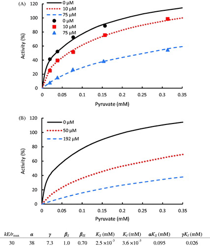 Figure 7. (A) Inhibition of N-propyl oxamate on LDH for the conversion of pyruvate to lactate with experimental data taken from the publicationCitation37. (B) Kinetic prediction of N-propyl oxamate required to inhibit LDH activity at 50 and 25% at 0.2 mM pyruvate concentration. The dots denote the experimental data and the lines represent the computing results.