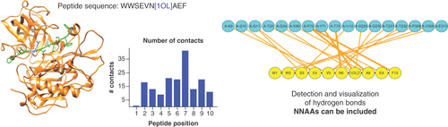 Figure 3. Interactions detected for a protein-peptide complex with PDB id 1xn2.The peptide sequence (shown in green in the structure) is WWSEVN[1OL]AEF, where 1OL is an NNAA available in the PDB. The hydrogen bond graph recognizes the interactions between the protein (shown in orange in the structure) as edges between nodes, which have different colors if they are part of the protein or the peptide. A plot with the number of contacts per residue using a threshold of 4 Å is also shown.NNAA: Non-natural amino acid.