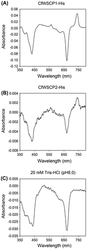 Fig. 4. Differential spectra of CfWSCPs.Notes: (A) Differential spectrum of reconstituted CfWSCP1-His (spectrum after 5 min irradiation, minus spectrum before irradiation), (B) Differential spectrum of reconstituted CfWSCP2-His (spectrum after 15 min irradiation, minus spectrum before irradiation), and (C) Differential spectrum of control fraction (20 mM tris–HCl (pH 8.0)) (spectrum after 5 min irradiation, minus spectrum before irradiation).