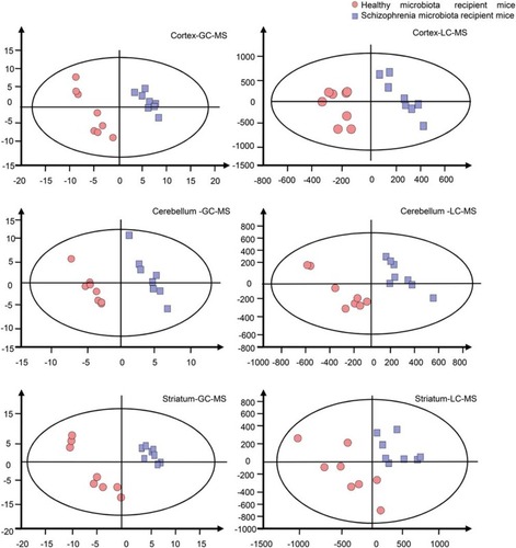 Figure 2 Metabonomic analysis of brain samples. Partial least-squares discriminant analysis score plots showing clear discrimination between schizophrenia microbiota recipient mice (blue boxes) and healthy microbiota recipient mice (red dots) (n=8 each group) by gas chromatography-mass spectrometry (GC-MS) (cortex: R2Y=0.997, Q2=0.894; cerebellum: R2Y=0.989, Q2=0.578; striatum: R2Y=0.976, Q2=0.881) and liquid chromatography-mass spectrometry (LC-MS) (cortex: R2Y=0.941, Q2=0.15; cerebellum: R2Y=0.953, Q2=0.139; striatum: R2Y=0.963, Q2=0.699).