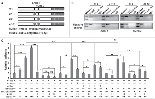 Figure 6. ulk1a is regulated directly by Nr1d1 (A) Schematic of the wild-type and site-directed mutagenized 2,000-bp zebrafish ulk1a promoter. (B) ChIP assays. Nr1d1 binds to the RORE in the ulk1a promoter. (C) ulk1a is regulated directly by Nr1d1 through RORE, as shown by luciferase reporter assays. The wild-type ulk1a promoter (WT-luc) and the mutagenized ulk1a promoter with site-specific deletions of RORE1 (m1-luc), RORE2 (m2-luc), both (m1/2-luc) and (m1/2) plus RevDR2 (m1/2-DR2-luc) were cotransfected with Nr1d1 and/or Roraa, respectively. Luciferase activities were normalized by cotransfected pcDNA3.1; mean values of wild-type promoter activities in empty vector-transfected cells were set to 1. For the dose-dependent assays, the concentration of nr1d1 -pcDNA3.1 and roraa-pcDNA3.1 were 100 ng/μl, 200 ng/ul, 300 ng/ul, respectively. Data represent mean ± s.d. of the 3 independent experiments (**, P ≤ 0 .01). The Student t test was applied.