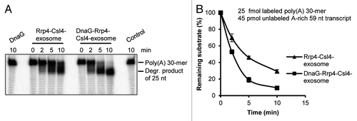 Figure 5. DnaG enhances the interaction between poly(A)-RNA and the Rrp4-Csl4-exosome. (A) A phosphorimage of a 16% polyacrylamide gel with degradation assays containing 25 fmol radioactively labeled poly(A) 30-mer and 45 pmol unlabeled A-rich transcript (59 nt). 0.3 pmol of DnaG, the Rrp4-Csl4-exosome or the DnaG-Rrp4-Csl4-exosome were present in each reaction mixture as indicated above the panel. The Strep-Csl4-containing exosomes shown in Figure 1F were used. The incubation time (in min) at 60°C is indicated. The 30-meric poly(A) substrate and the accumulating degradation product of 25 nt (see ref. Citation21) are marked on the right side. Control, negative control without protein. (B) Graphical representation of the results shown in (A) and from two additional independent experiments.