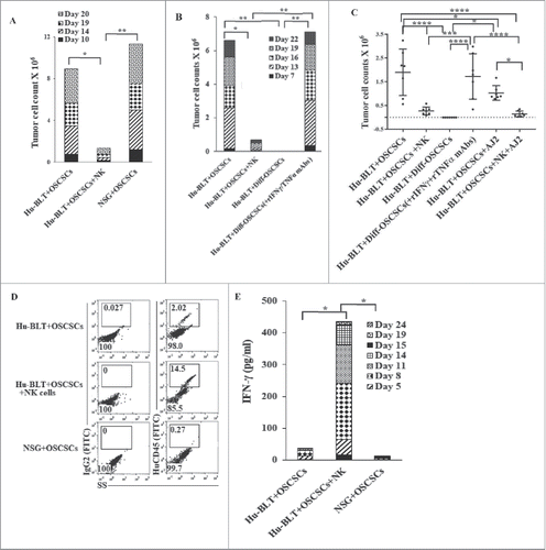 Figure 4. Single injection of super-charged NK cells with/without AJ2 feeding in hu-BLT mice mediated in vivo tumor differentiation, increased IFN-γ secretion and mobilized increased numbers of human immune cells to the tumors, and resulted in decreased ex-vivo tumor growth. Hu-BLT and NSG mice were implanted with OSCSCs and injected with NK cells, as described in Fig. 1B. Following sacrifice, oral tumors were harvested, and single cell suspensions were prepared and the same numbers of cells (total of 3 × 106 cells at 1 × 106 cells/ml) from each group were cultured at day 0. On day 10 supernatants were removed and attached tumor cells were counted, and for subsequent cultures the numbers in each group were adjusted to those obtained from NK injected mice since they expanded the least numbers of tumors. On days 10, 14, 19 and 20 the total numbers of ex-vivo expanding tumor cells were determined in each group. One of several representative experiments is shown in this figure (A). Hu-BLT mice were implanted with OSCSCs or in vitro NK-differentiated-OSCSCs (diff-OSCSCs), or NK-differentiated-OSCSCs treated with antibodies against IFN-γ and TNF-α to block differentiation, followed by NK injection in hu-BLT mice as described in Fig. 1B. Following sacrifice, oral tumors were dissociated, and single cells were prepared and cultured at (total of 3 × 106 cells at 1 × 106 cells/ml), and the numbers of expanding tumor cells were determined as described in Fig. 4A. One of several representative experiments is shown in this figure (B). Hu-BLT mice were implanted with OSCSCs or diff-OSCSCs, or diff-OSCSCs treated with antibodies against IFN-γ and TNF-α, and injected with NK cells and/or fed with AJ2 as described in Fig. 1B. Following sacrifice, oral tumors were harvested and cultured and the numbers of expanding tumor cells were determined as described in Fig. 4A (n = 7) (C). Hu-BLT and NSG mice were implanted with OSCSCs, followed by NK injection in hu-BLT mice as described in Fig. 1A. Oral tumors were harvested, and single cell suspensions were prepared. The percentages of infiltrating hu-CD45+ immune cells within the non-attached cells at day 12 of culture were determined using antibody staining followed by flow cytometric analysis. One of three representative figures is shown in this figure (D). Oral tumors from hu-BLT and NSG mice were cultured as described in Fig. 4A and treated with IL-2 (1000 U/ml), and their supernatants were harvested on days shown in the figure and the levels of IFN-γ were determined using ELISA. One of several representative figures is shown in this figure (E). Expression of human CD54 and MHC-I were assessed on day 10 of oral tumor cultures from hu-BLT and NSG mice using flow cytometric analysis after staining with their respectiv antibodies. One of several representative experiments is shown in this figure (F). Purified NK cells (1 × 106 cells/ml) from the peripheral blood of the healthy human donor were left untreated or treated with IL-2 (1000 U/ml) for 18 hours before they were added to 51Cr labeled OSCSCs cultured from the resected tumors of different experimental groups of hu-BLT mice, and compared it to the cultures of OSCSCs maintained in the lab at various effector to target ratios. NK cell-mediated cytotoxicity was determined using a standard 4-hour 51Cr release assay. LU30/106 cells were determined as described in the Materials and Methods (n = 4) (G and H). Oral tumor cells from hu-BLT mice as described in Fig. 4A were treated with IL-2 (1000 U/ml), and supernatants were harvested after 3 and 7 days and the levels of VEGF secretion were determined using specific ELISAs. The decrease in VEGF secretion by tumors obtained from NK-injected animals (n = 6) were calculated based on the amounts obtained from OSCSCs alone injected mice (I). Infiltrating percentages of hu-CD45+ immune cells within the oral tumors dissociated from different experimental groups of hu-BLT mice as described in Fig. S2C were determined using flow cytometric analysis after staining with antibody. One of several representative experiments is shown in this figure (J).