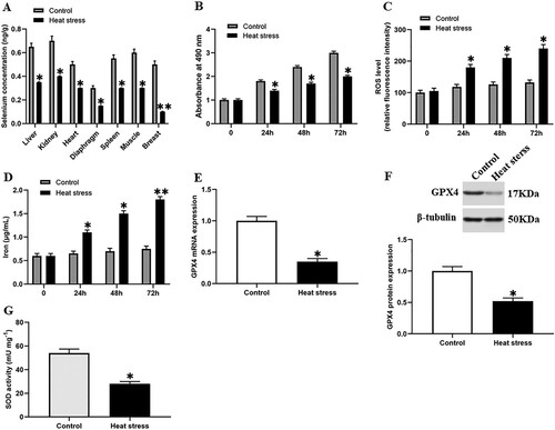 Figure 1. Heat stress induced ferroptosis-like death in GMECs. One-year-old normal healthy adult goats in experimental group or control group were raised in an environment of 40°C ± 2°C or 20°C ± 2°C for 4 weeks and then slaughtered, (A) each tissue was taken and the selenium content was determined using the ID-HG-ICP-MS method. The DMECs isolated from 1-year-old Saanen dairy goats at the peak lactation (15 days postpartum) were used for heat stress treatment, then the cell viability, iron ion concentration and ROS level were measured to determine the extent of ferroptosis: (B) MTT assay was used to detect the cell viability. (C) Determination of ROS content. (D) Determination of iron ion concentration by spectrophotometer. (E) RT-PCR was used to detect the expression of GPX4 nucleic acid. (F) Western blotting was used to detect the expression of GPX4 protein. (G) SOD determination kit was used to determine the activity of SOD. *P < 0.05 versus control, **P < 0.01 versus control, ***P < 0.001 versus control, n=6.