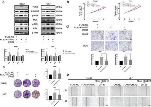 Figure 4. PSMD12 promotes the progression of liver cancer cells by the MEK-ERK pathway. (a) Levels of p-MEK, MEK, p-ERK, and ERK proteins in PSMD12-overexpressing cells with or without U0126 (2 μM, 18 H) were detected using western blotting. (b) Cell Counting Kit-8 (CCK-8) and (c) colony-forming assays were used to detect the viability of PSMD12-overexpressing cells with or without U0126. (d) Transwell and (e) scratch wound healing assays were conducted to determine the motility of PSMD12-overexpressing cells with or without U0126.