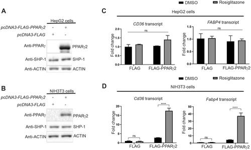 Figure 3. CD36 and FABP4 transcript levels are increased in NIH3T3, but not HepG2 cells in response to rosiglitazone treatment after overexpression of PPARγ2. (A, C) HepG2 cells and (B, D). NIH3T3 cells were transfected with either FLAG empty vector or FLAG-PPARg2. After 24 h cells were treated either with DMSO or rosiglitazone (100 nM) for 16 h. Expression of indicated proteins was determined by western blot analysis (A and B) using respective antibodies. The amounts of CD36 and FABP4 transcripts were evaluated by qPCR (C and D) (N = 3).