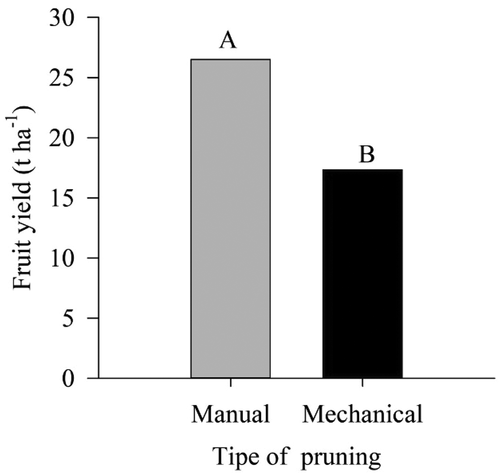 Figure 11. Fruit yield in ‘Tommy Atkins’ Mango subjected to manual and mechanical pruning