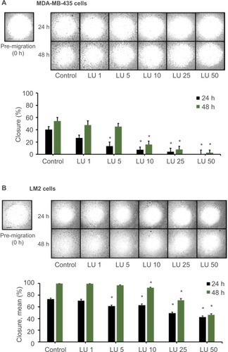 Figure 3 LU inhibits migration of TNBC cells in vitro.