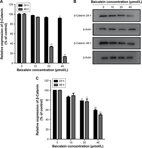 Figure 13 Baicalein inhibits the expression of β-catenin in MDA-MB-231 cells.