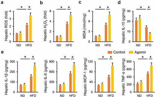 Figure 4. miR-665-3p agomir aggravates HFD-induced hepatic oxidative stress and inflammation. (a) Hepatic ROS levels determined by DCFH-DA probe. (b) H2O2 levels in the liver. (c) MDA levels in the liver. (d-e) Hepatic IL-1β, IL-6, MCP-1, TNF-α and IL-10 levels determined by the commercial ELISA kits. All results were expressed as the means ± standard deviations, n = 6 for each group, and *P < 0.05 was considered statistically significant.