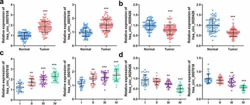 Figure 4. Expression of circ_0007618 and circ_0029426. (a, b) PCR analyses of circ_0007618 and circ_0029426 levels in tissues and serum samples of LUAD. (c, d) Expression of circ_0007618 and circ_0029426 in tissues and serum samples at different tumor stages. **p < 0.01, ***p < 0.001, compared with the normal and I groups.