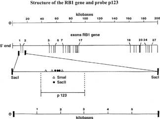 1 Retinoblastoma gene (RB1) containing 27 exons and the 6.1-kb SacI fragment with three (distinguishable) SacII restriction enzyme cutting sites, three SmaI cutting sites, and probe p123 that spans these restriction enzyme sites. The leftmost SacII circle encloses two SacII sites, which are separated by 23 bp only. Circles = SacII sites; triangle = SmaI sites.